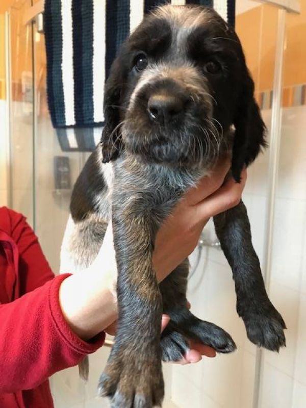 Blue Picardy Spaniel