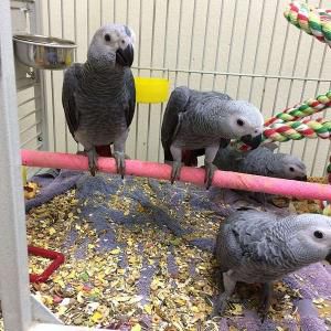 Wide species of birds and parrots available for sale.