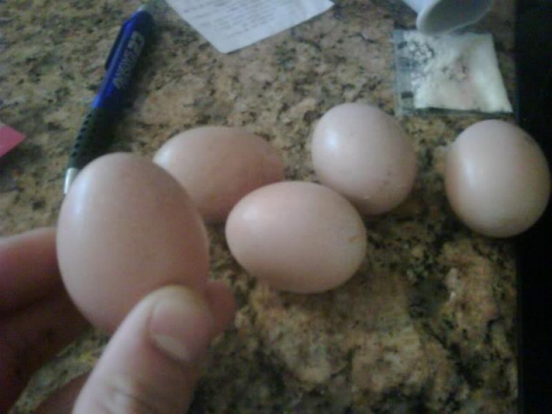 Fresh laid parrots eggs and their chicks for sale