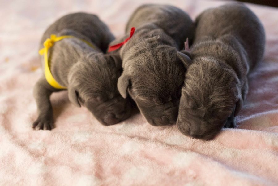 Great Dane puppies