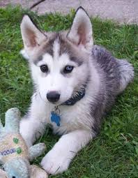 Blue Eyes Siberian Husky Puppies  on  Adoption.
