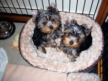 LOVELY MALE AND FEMALE YORKIE PUPPIES FOR ADOPTION