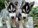 Blue Eyes Siberian Husky Puppies