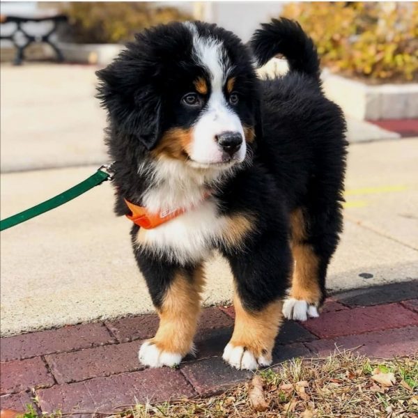 Cute Bernese Mountain Puppies available