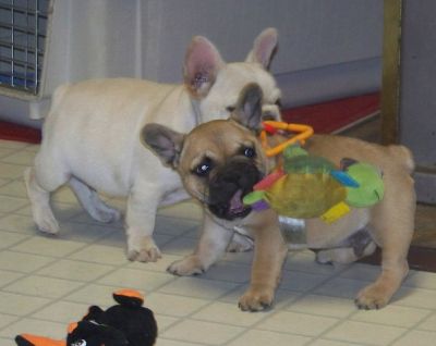  french bulldog puppies to see