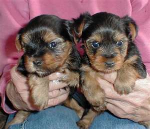 male and female teacup yorkies for free adoption