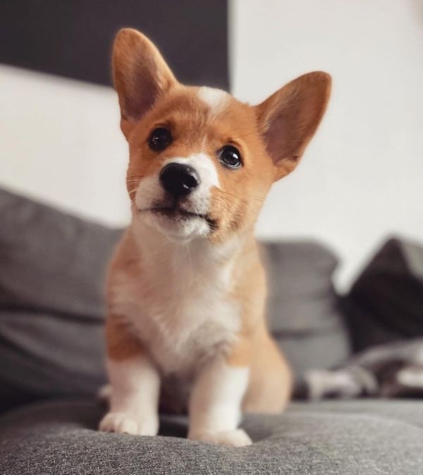 Pembroke Welsh Corgi looking for loving homes. 