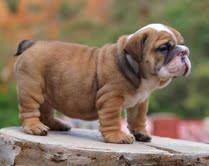 9 weeks male and female English Bull Dog Puppies available
