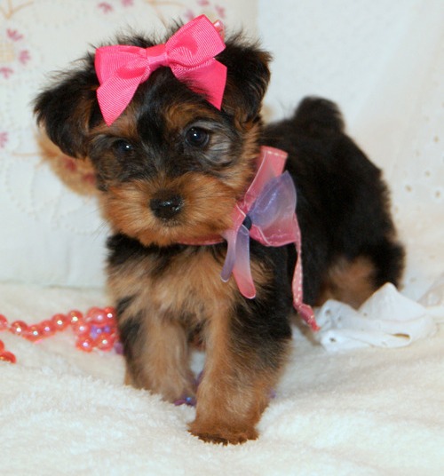 Adorable yorkie puppies for sale.