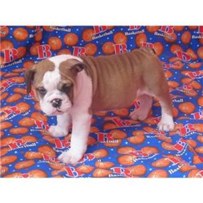 cute english bulldogs puppies for sale 