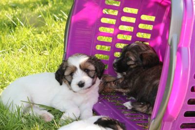 Tibetan Terrier puppies with pedigree