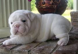 Cute English Bulldog puppies