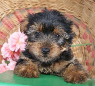 Well train tow yorkie pippies for adotoption