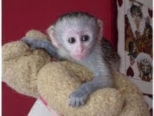 baby capuchin monkeys for good homes