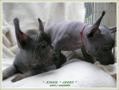 Peruvian Hairless Dog - large - puppies