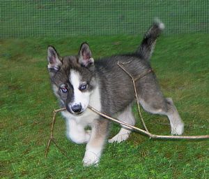 Siberian husky puppies for sale