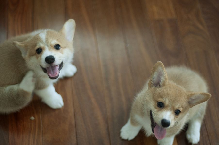 Corgi Pembroke Puppies.   +447440524997