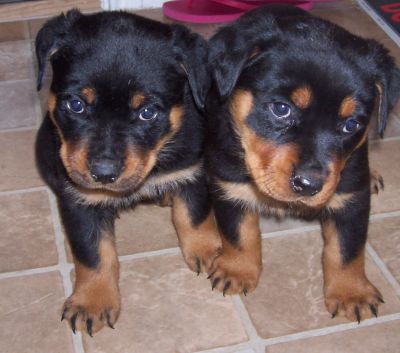 Rottweiler puppies for adoption