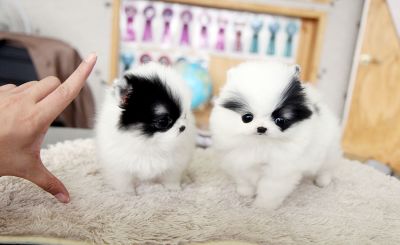 Pomeranian Puppies For Adoption.