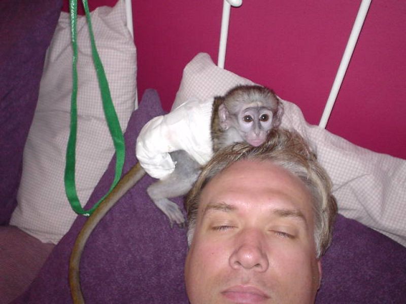 Affectionate Capuchin Monkey Babies For Sale