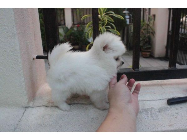 Micro, Teacup, & Toy Purebred Pomeranian Puppies