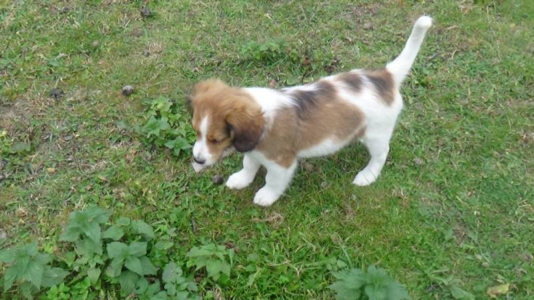 Kooikerhondje puppy (male) with pedigree
