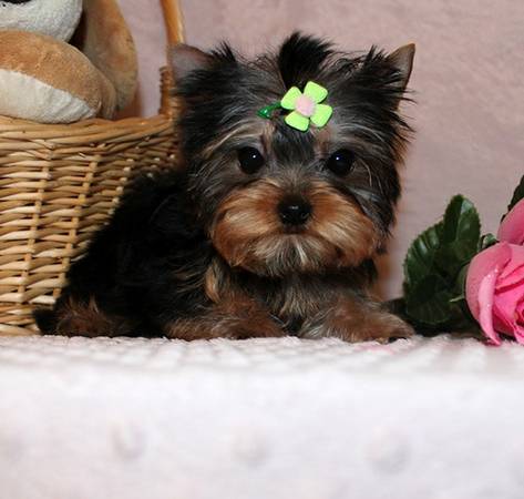 CHARMING AKC YORKIE PUPPIES FOR SALE.......678-881-4735