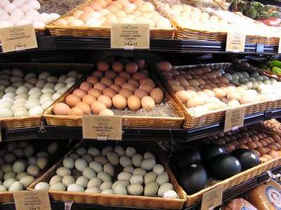 Hyacinth macaws, blue and Gold Macaws ,African Grey and Candle Tested Fertile Parrot Eggs For Sale .