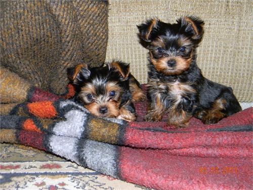 Awersome yorkie puppies for adoption