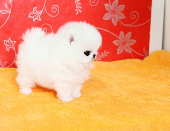 KC Registered Pomeranian Pedigree 