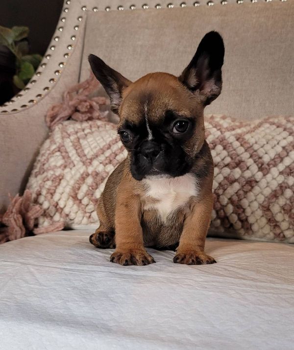 French bulldog puppies for adoption