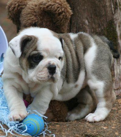 English Bulldog Puppies for Good Homes
