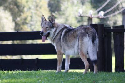 Czechoslovakian Wolfdog puppies with pedigree