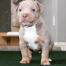 Beautiful Pitbull Puppies