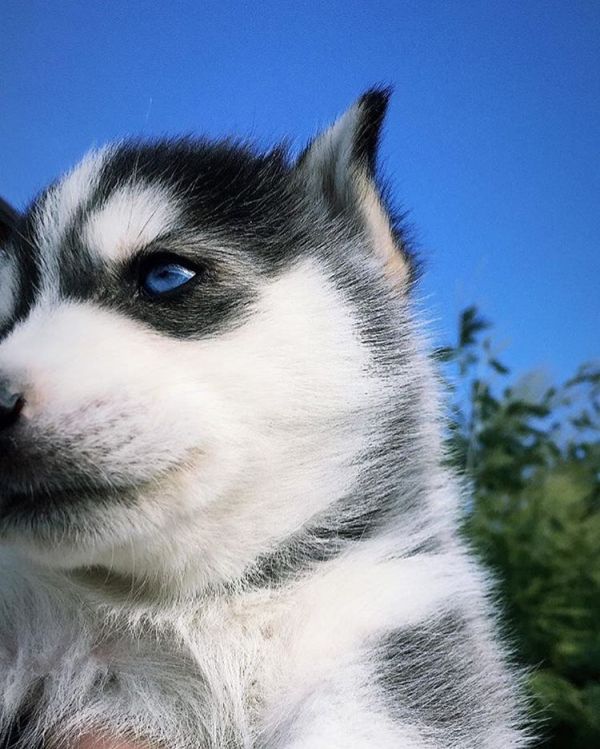 Purebred Siberian Husky Puppies.
