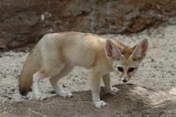 TICA Registered Fennec fox for sale