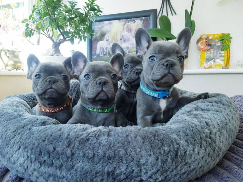 Adorable French Bulldog puppies.Whatsapp/Viber +48785742139