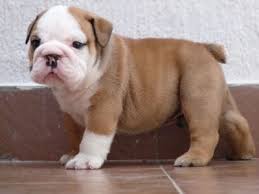 the lord creature a english bulldog for sale