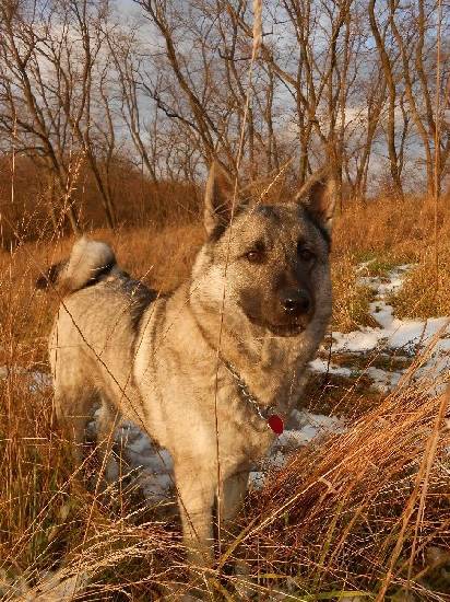 Norwegian Elkhound beautiful puppies with pedigree