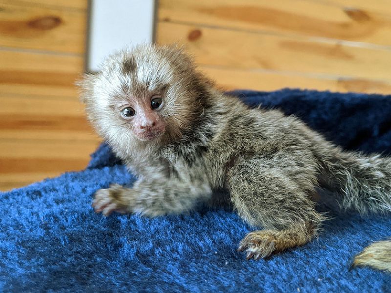 Pygmy Marmoset Monkey.whatsapp me at: +447418348600