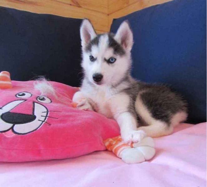 Beautiful Siberian Husky puppies