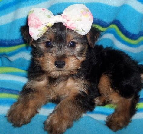Scruffy - Yorkshire Terrier Puppy for Sale