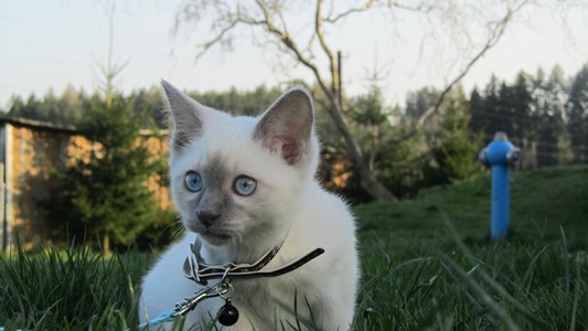 Mekong Bobtail adorable kittens from CZ cattery