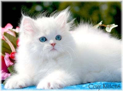 PERSIAN KITTENS FOR FREE ADOPTION