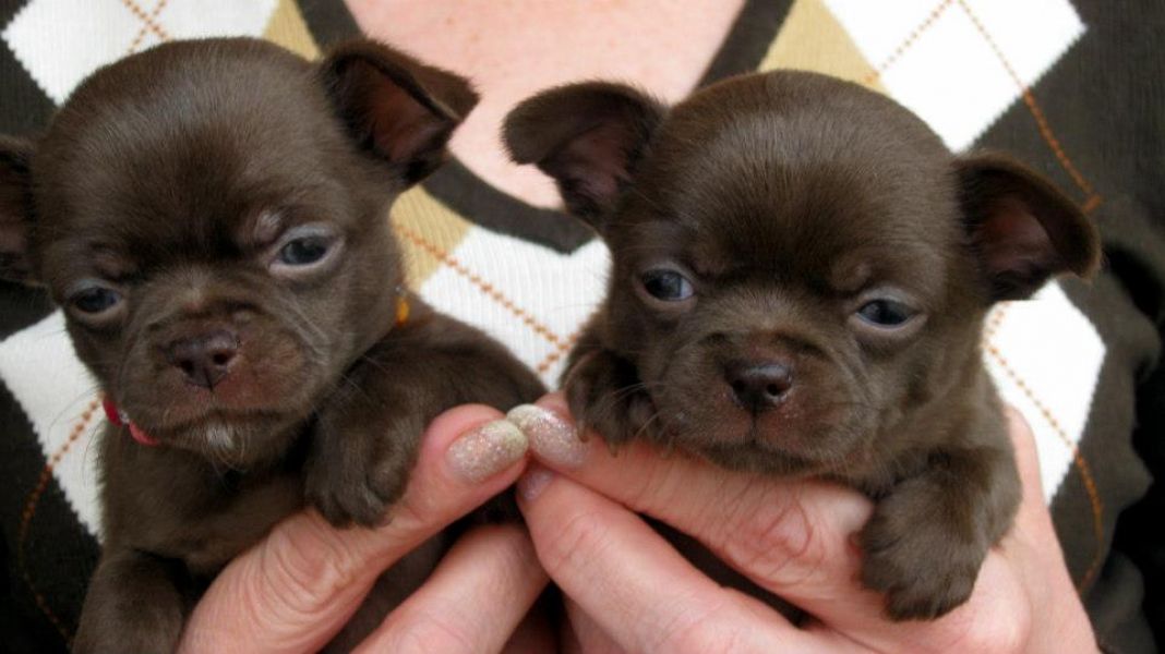  mini toy chihauhua puppies for adoption