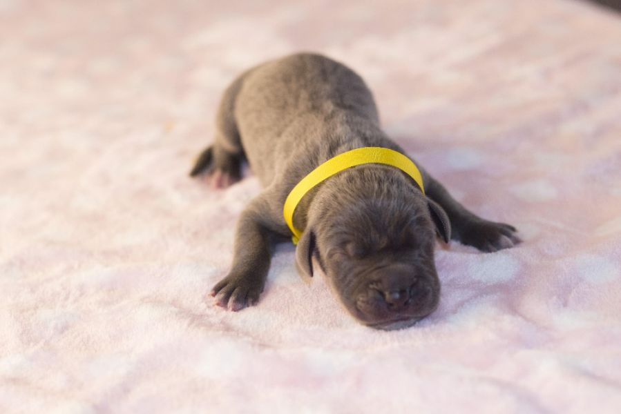 Great Dane puppies