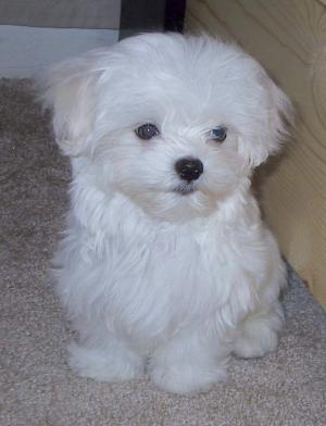very lovable male and female maltese for adoption