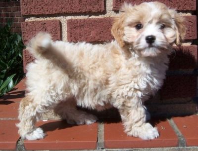 Lovely Cavapoo Puppies For Sale