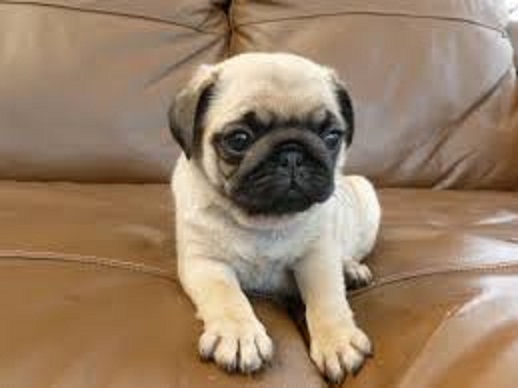  Beautiful Pure Bred Pug Puppies For Sale