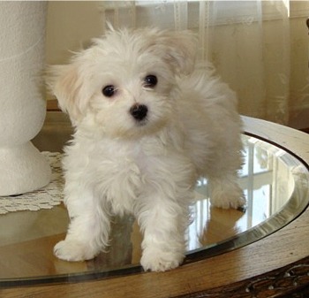 cute looking maltese puppy for re homing 